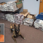 nebraska-k9-sniffs-out-525-pounds-of-cocaine-during-routine-traffic-stop,-leading-to-california-man’s-arrest