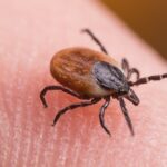 tick-bite-er-visits-hit-highest-seasonal-level-in-years-as-doctors-warn-of-disease-surge