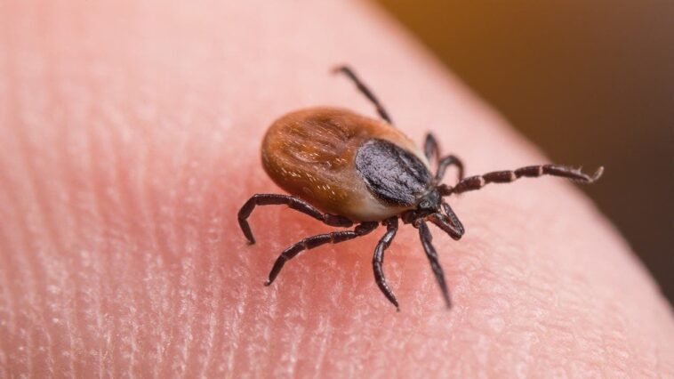 tick-bite-er-visits-hit-highest-seasonal-level-in-years-as-doctors-warn-of-disease-surge