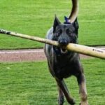 watch:-bat-dog-benched-after-freak-injury-to-dodgers-prospect