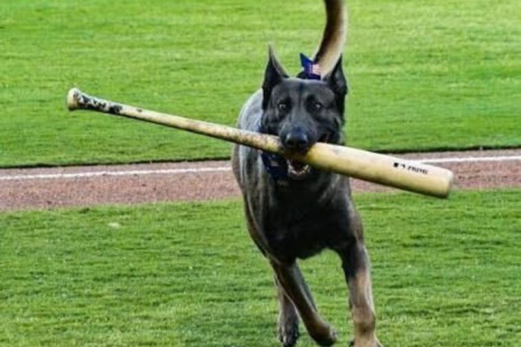 watch:-bat-dog-benched-after-freak-injury-to-dodgers-prospect