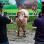 government-intervenes-to-spare-sacrificial-‘donald-trump’-buffalo