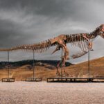 gus-the-t.-rex-could-sell-for-up-to-$30m-at-sotheby’s-nyc-auction:-‘183-fossil-bone-elements’