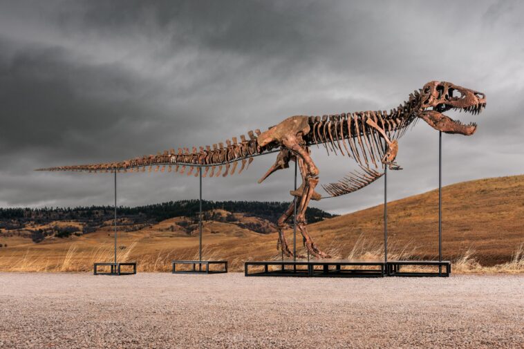 gus-the-t.-rex-could-sell-for-up-to-$30m-at-sotheby’s-nyc-auction:-‘183-fossil-bone-elements’