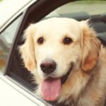 dog-shoots-woman-after-triggering-loaded-shotgun-from-inside-truck-in-nebraska