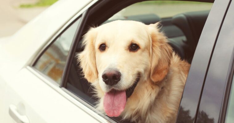 dog-shoots-woman-after-triggering-loaded-shotgun-from-inside-truck-in-nebraska