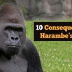 10-consequences-of-harambe’s-death