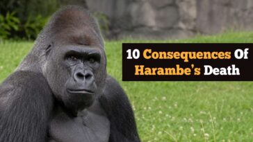 10-consequences-of-harambe’s-death
