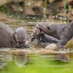 adorable-baby-otter-triplets-go-for-‘swimming-lessons’-as-they-leave-den-for-first-time