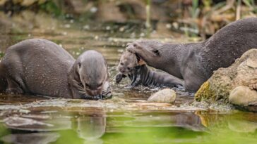 adorable-baby-otter-triplets-go-for-‘swimming-lessons’-as-they-leave-den-for-first-time