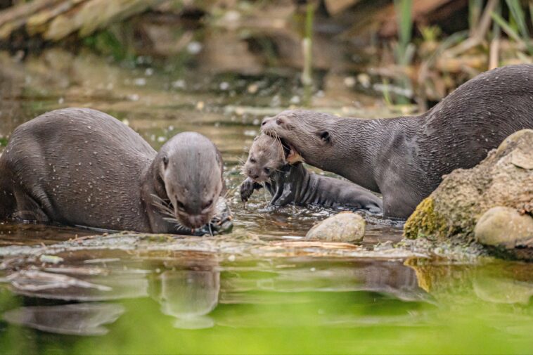 adorable-baby-otter-triplets-go-for-‘swimming-lessons’-as-they-leave-den-for-first-time