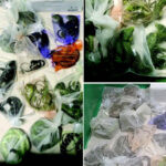 california-reptile-smuggler-learns-fate-for-sneaking-1,700-scaly-beasts-into-the-us