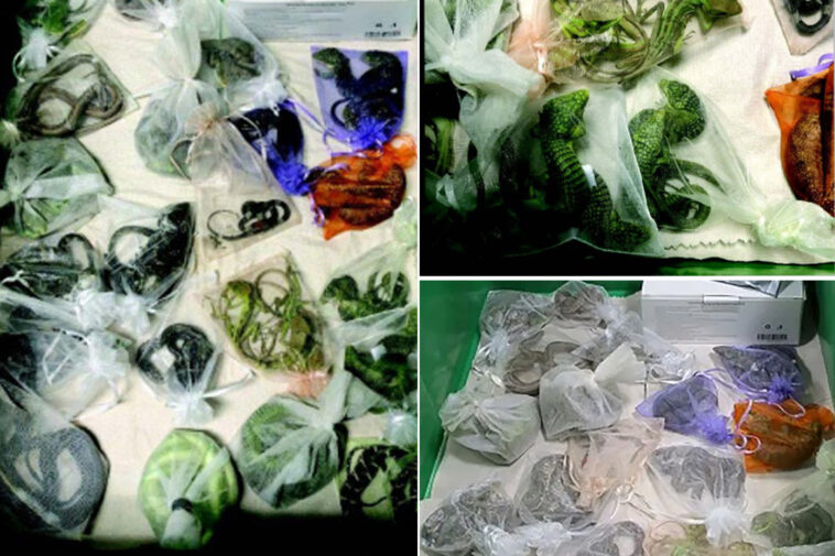 california-reptile-smuggler-learns-fate-for-sneaking-1,700-scaly-beasts-into-the-us