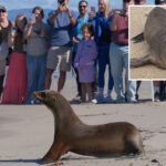 sea-lions-once-on-the-brink-of-death-get-adorable-beach-release