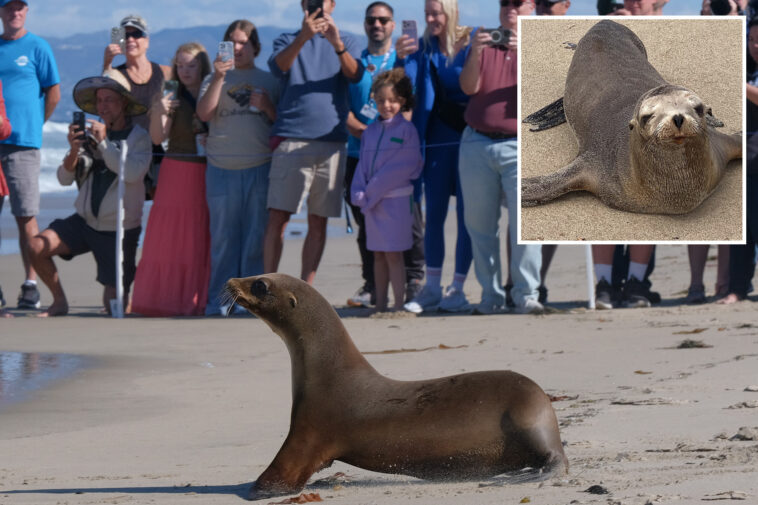 sea-lions-once-on-the-brink-of-death-get-adorable-beach-release