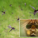 google-planning-to-release-millions-of-mosquitoes-into-california-to-help-stop-diseases