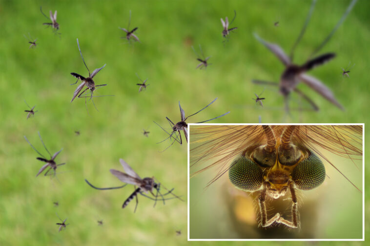google-planning-to-release-millions-of-mosquitoes-into-california-to-help-stop-diseases