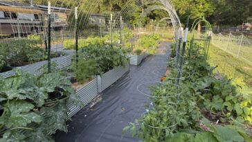 fighting-for-food-freedom:-a-georgia-farmer’s-stand-against-bureaucratic-overreach