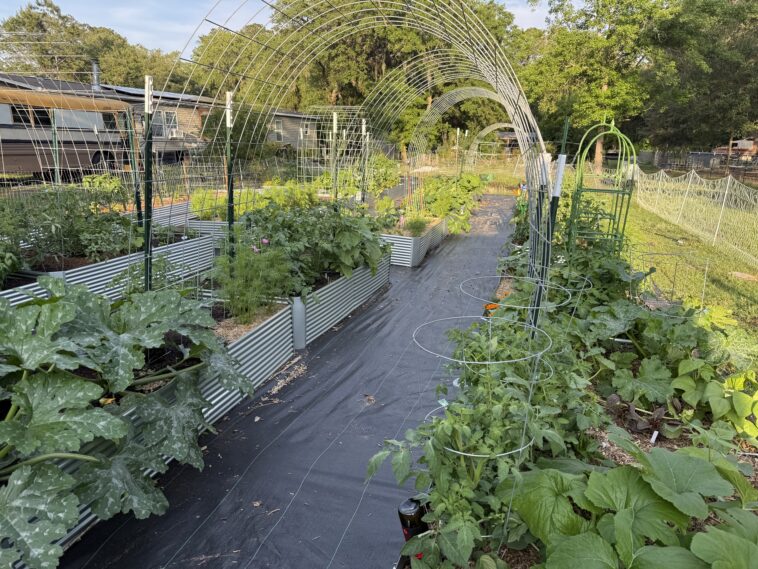 fighting-for-food-freedom:-a-georgia-farmer’s-stand-against-bureaucratic-overreach