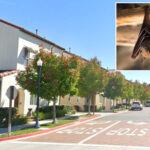 rabid-bat-found-in-residential-area-triggers-warning-from-police