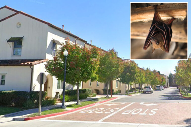 rabid-bat-found-in-residential-area-triggers-warning-from-police