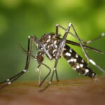 google-reportedly-planning-to-release-tens-of-millions-of-mosquitoes-into-two-states-to-“stop”-spread-of-several-dangerous-diseases