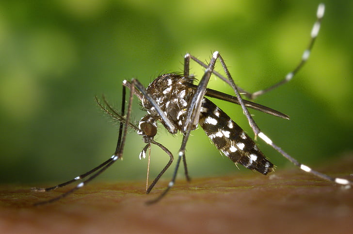 google-reportedly-planning-to-release-tens-of-millions-of-mosquitoes-into-two-states-to-“stop”-spread-of-several-dangerous-diseases