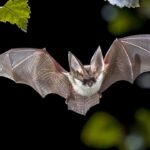 california-neighborhood-on-alert-after-bat-found-near-sidewalk-tests-positive-for-rabies-virus