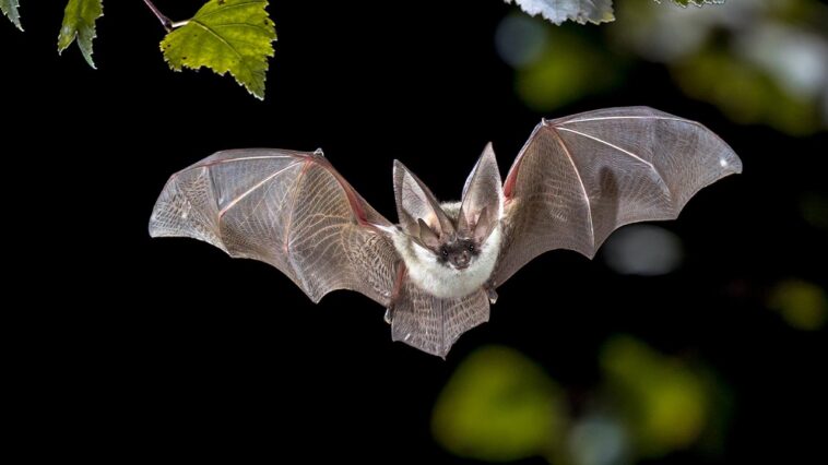california-neighborhood-on-alert-after-bat-found-near-sidewalk-tests-positive-for-rabies-virus