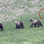 jerk-drone-operator-caught-on-video-harassing-mama-grizzly-and-cubs-at-yellowstone-—-leaving-tourists-‘madder-than-hell’