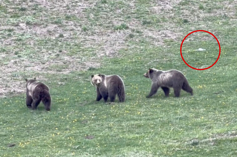 jerk-drone-operator-caught-on-video-harassing-mama-grizzly-and-cubs-at-yellowstone-—-leaving-tourists-‘madder-than-hell’