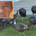 california-woman,-83,-left-with-horrific-injuries-after-being-attacked-by-gang-of-wild-turkeys