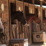 teen-girl-arrested-for-allegedly-stabbing-3-horses-at-las-vegas-national-barrel-racing-event