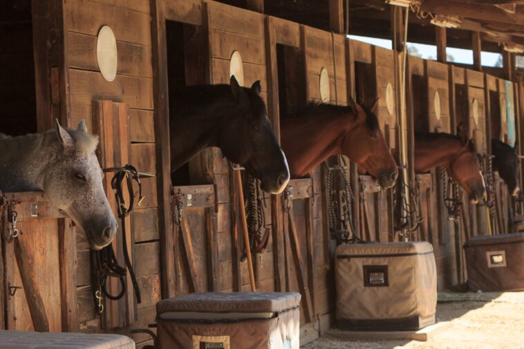 teen-girl-arrested-for-allegedly-stabbing-3-horses-at-las-vegas-national-barrel-racing-event