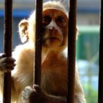 infected-lab-monkey-bites-government-employee-in-the-us,-gop-senator-demands-investigation