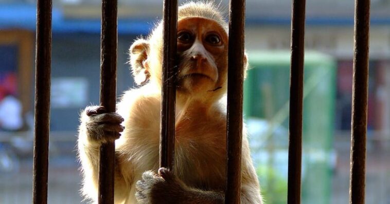 infected-lab-monkey-bites-government-employee-in-the-us,-gop-senator-demands-investigation