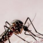 google-seeks-federal-approval-to-release-32-million-sterile-mosquitoes-in-california-and-florida