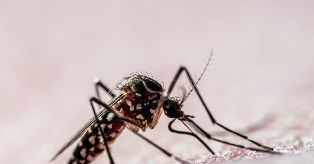 google-seeks-federal-approval-to-release-32-million-sterile-mosquitoes-in-california-and-florida
