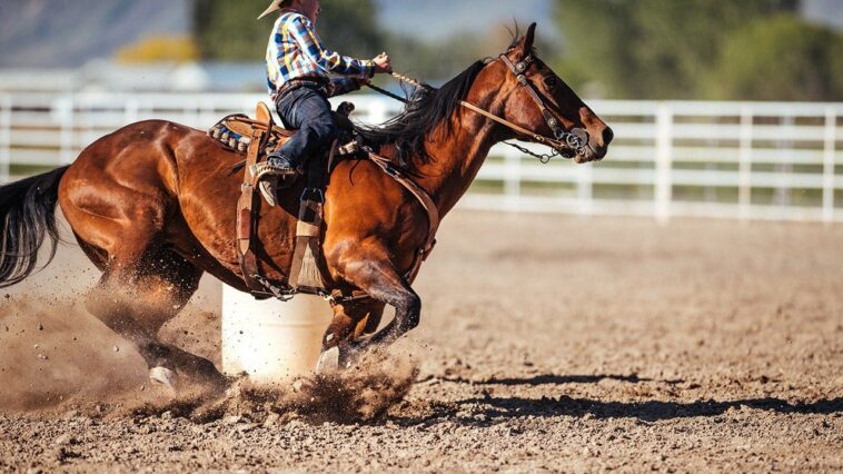 teen-athlete-arrested,-three-horses-pulled-from-competition-after-alleged-overnight-barn-attack