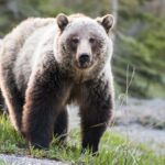 two-hikers-capture-terrifying-video-of-charging-grizzly-bears-at-glacier-national-park