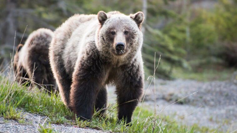 two-hikers-capture-terrifying-video-of-charging-grizzly-bears-at-glacier-national-park