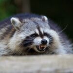 raccoons-bite-7-year-old-boy,-adult-in-separate-broad-daylight-attacks-in-tony-nyc-suburb