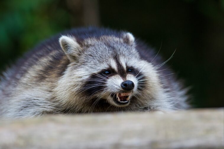 raccoons-bite-7-year-old-boy,-adult-in-separate-broad-daylight-attacks-in-tony-nyc-suburb