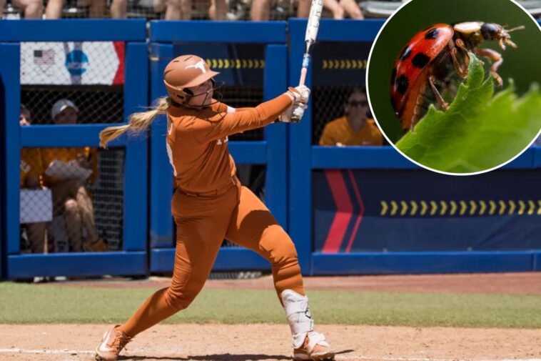 texas-softball-riding-star’s-wild-lady-bug-eating-superstition-all-the-way-to-ncaa-final