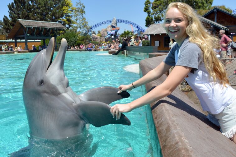 beloved-seaworld-san-diego-staple-dottie-the-39-year-old-dolphin-dies