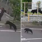 bear-injures-4-people-during-brutal-attacks-in-japanese-residential-area-as-encounters-rise
