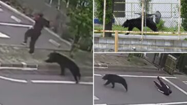 bear-injures-4-people-during-brutal-attacks-in-japanese-residential-area-as-encounters-rise
