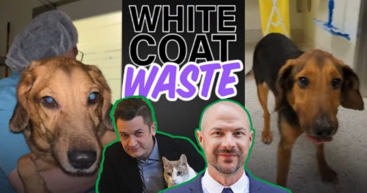 university-of-washington-confirms-that-nih-funded-muscular-dystrophy-experiments-on-dogs-have-ended-after-white-coat-waste-investigation