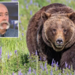 mass-grizzly-bear-reintroduction-in-california-moves-step-closer
