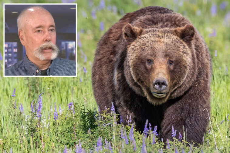 mass-grizzly-bear-reintroduction-in-california-moves-step-closer